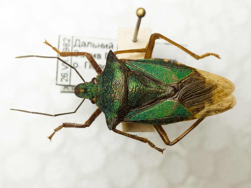 Dinorhynchus dybowskyi Jakovlev, 1876